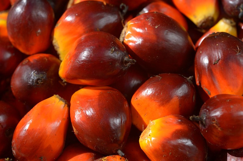 Qu’est-ce que l’huile de palme ?